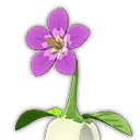 Impatient Walking Flower